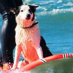 picture of Nelly the dog surfing with mike