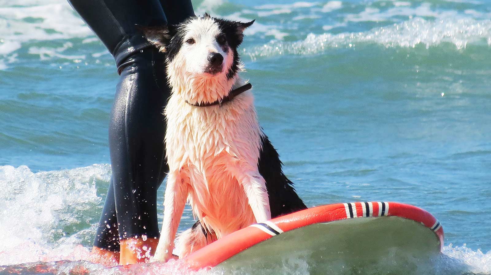 nel the dog surfing